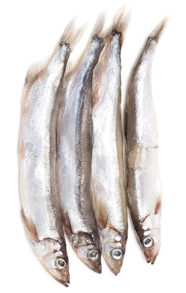 白い背景のカラフトシ シャモ — ストック写真