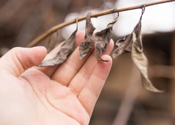Hojas secas en la mano sobre la naturaleza —  Fotos de Stock