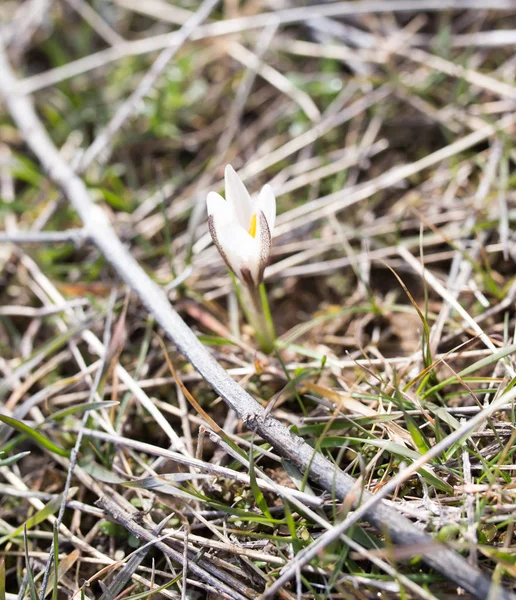 Snowdrop kwiat natura — Zdjęcie stockowe