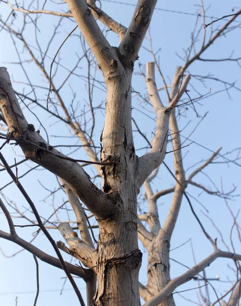 Ramos nus de uma árvore velha na natureza — Fotografia de Stock