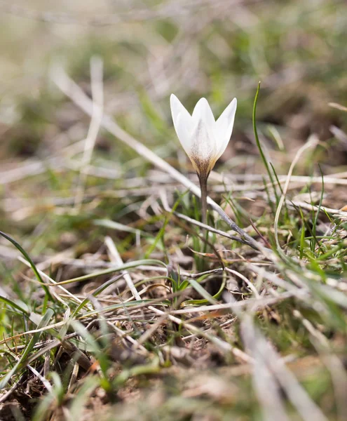 Snowdrop kwiat natura — Zdjęcie stockowe