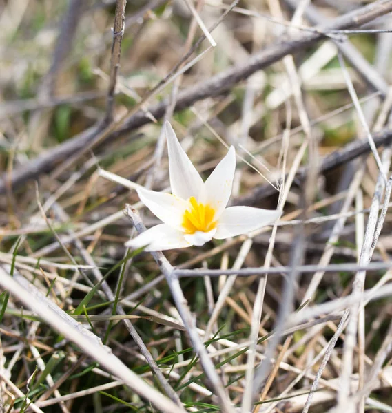 Fiore di bucaneve in natura — Foto Stock