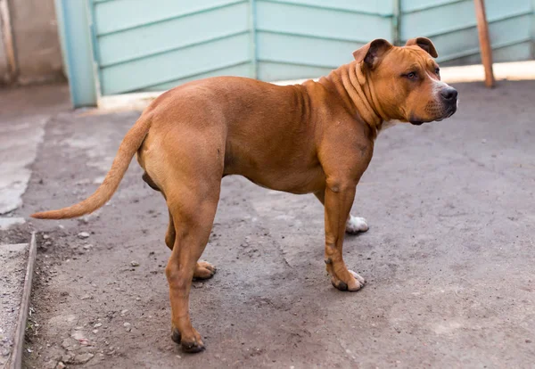 Pit bull dog — Stock Photo, Image