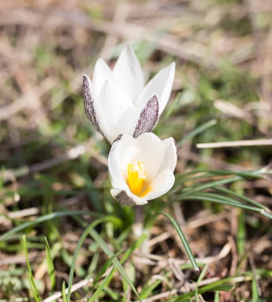 Snowdrop kwiat natura — Zdjęcie stockowe