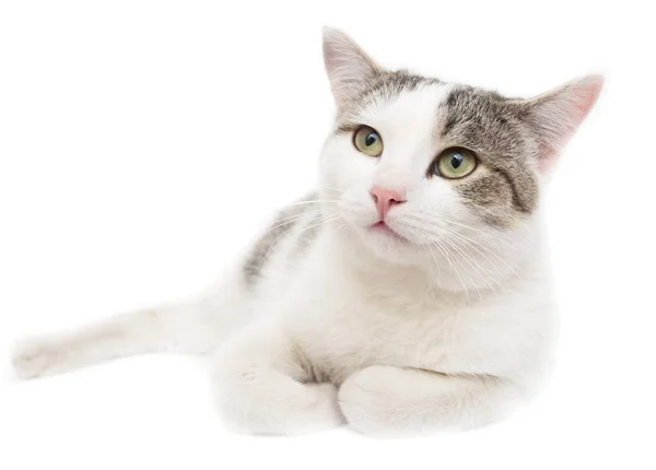 Cat on a white background — Stock Photo, Image