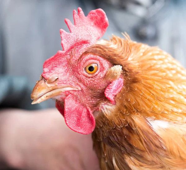 Tavuk çiftliği portresi — Stok fotoğraf