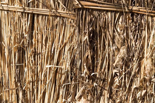 Sfondo della recinzione di canna — Foto Stock