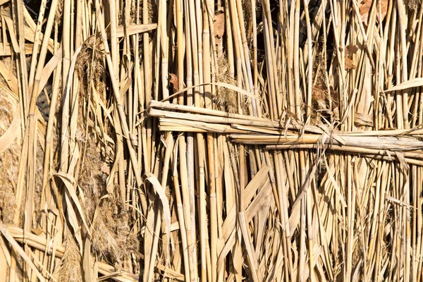 Bakgrund av reed staket — Stockfoto