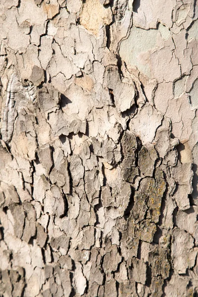 Štěkot stromu jako pozadí — Stock fotografie