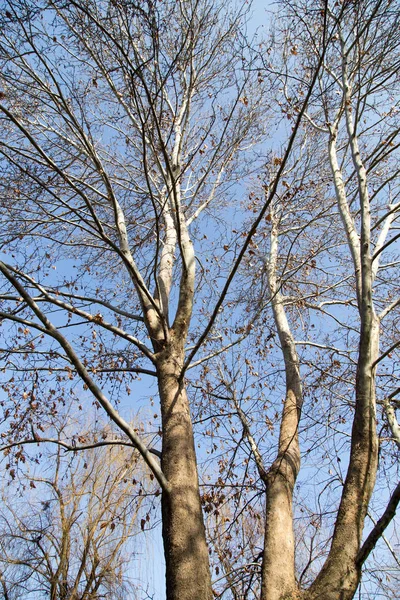 Ramos de árvores sem folhas contra o céu azul — Fotografia de Stock