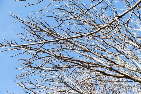 Branches d'arbres sans feuilles contre le ciel bleu — Photo