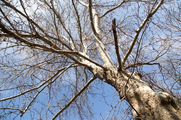Bladloze boomtakken tegen de blauwe lucht — Stockfoto