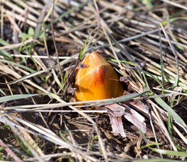 toprak Bahar tatili Filiz