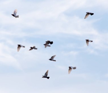 Gökyüzünde bir güvercin sürüsü