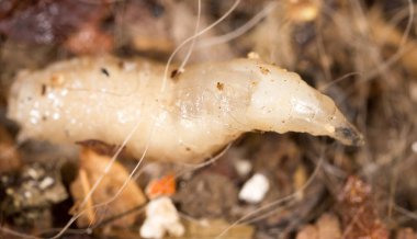 Beyaz doğada larvalar. makro