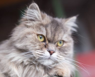 Kabarık kedi portresi