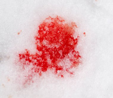 kar üzerinde kırmızı kan