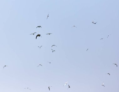 Kartal gökyüzünde üzerinde uçan martı