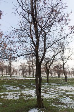 ağaçlar erken Bahar doğa