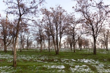 ağaçlar erken Bahar doğa