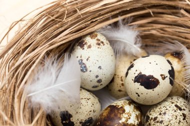 bir yuvaya tüy ile bıldırcın yumurtası