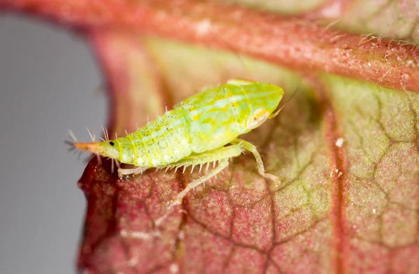 Groene bladluizen op een blad. macro — Stockfoto