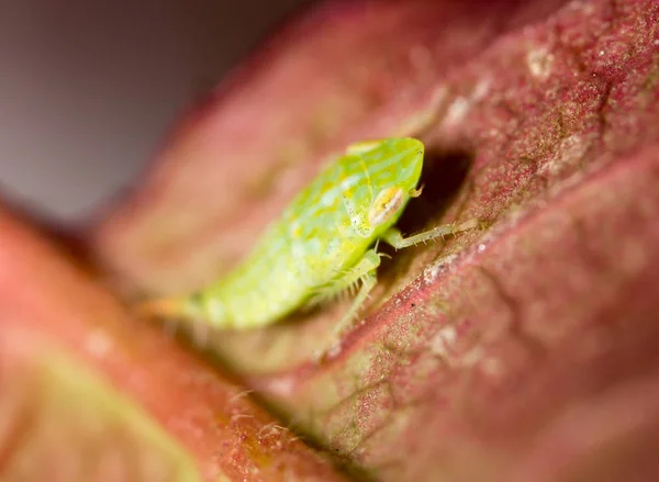 Green aphids on a leaf. macro — Stock Photo, Image