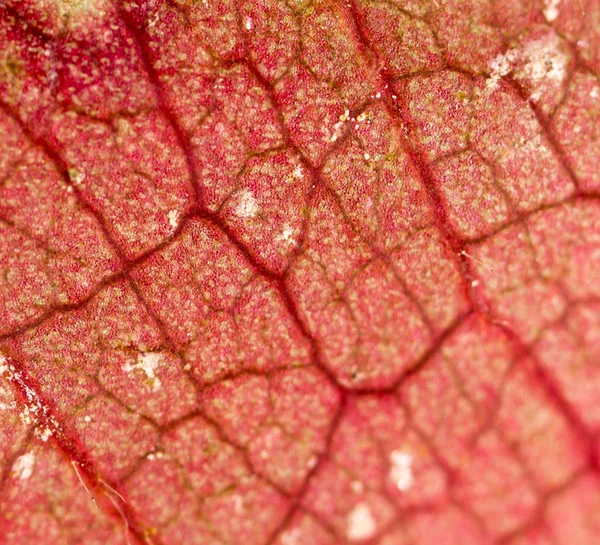 Feuille rouge comme fond. macro — Photo