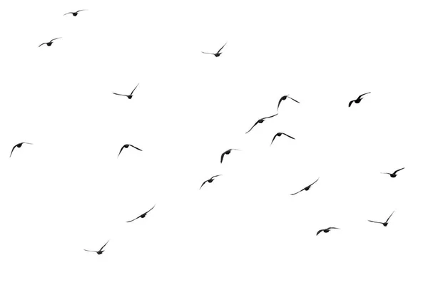 Troupeau de pigeons sur fond blanc — Photo