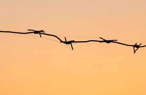 Barbed wire at sunset — Stock Photo, Image