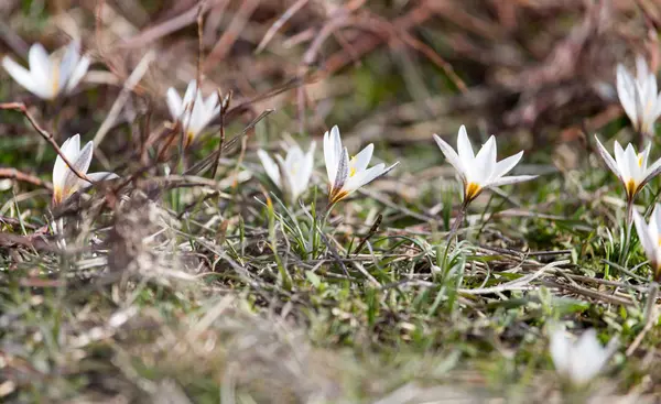 Snowdrop kwiat natura — Zdjęcie stockowe