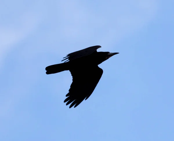 Corbeau sur fond de ciel bleu — Photo
