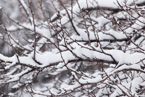 Snö på grenarna i ett träd i naturen — Stockfoto