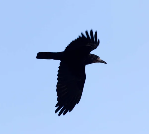 Ворона на фоне голубого неба — стоковое фото