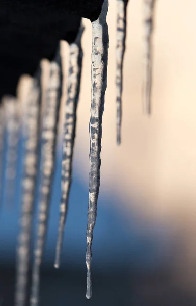 Winter icicles on the sun dawn — Stock Photo, Image