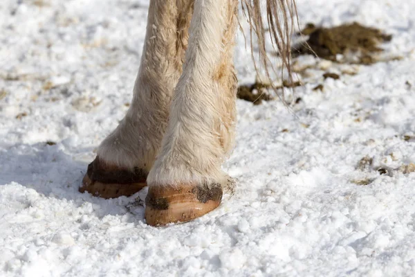 De hoef van het paard in de sneeuw in de winter — Stockfoto
