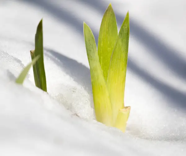 Herbe dans la neige sur la nature — Photo