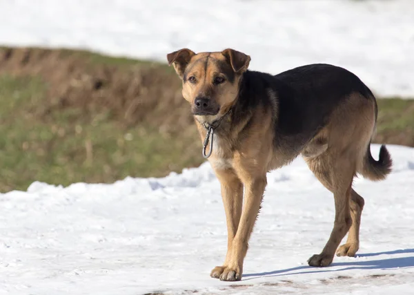 Hond op natuur in de winter — Stockfoto