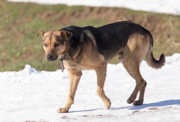 Hond op natuur in de winter — Stockfoto