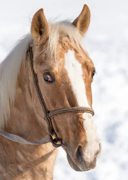 冬の自然に馬の肖像 — ストック写真
