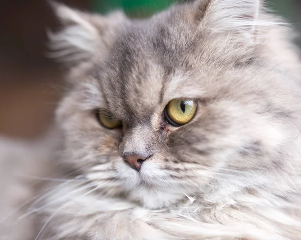 Porträtt av fluffiga katten — Stockfoto