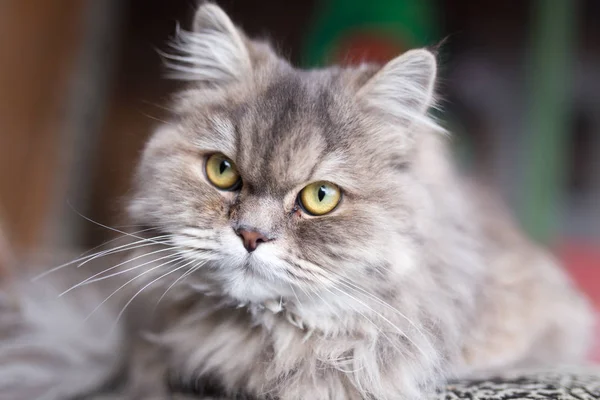 Portrét chlupatou kočičku — Stock fotografie