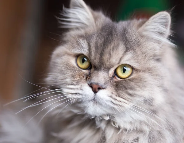 Kabarık kedi portresi — Stok fotoğraf