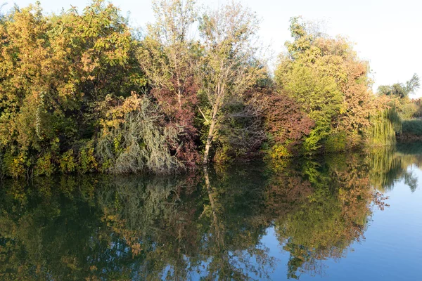 Stromy v přírodě s odraz ve vodě — Stock fotografie