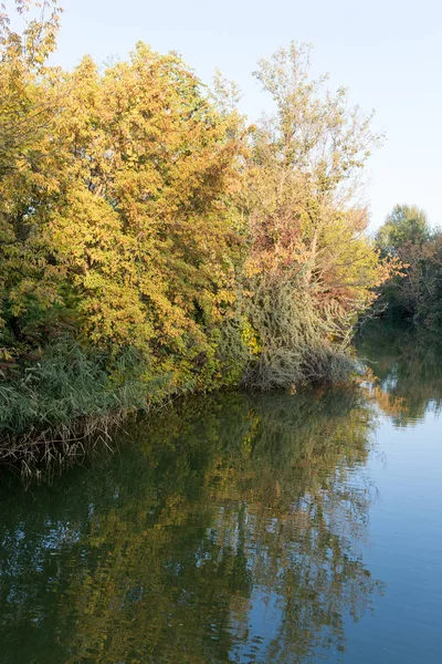 Stromy v přírodě s odraz ve vodě — Stock fotografie