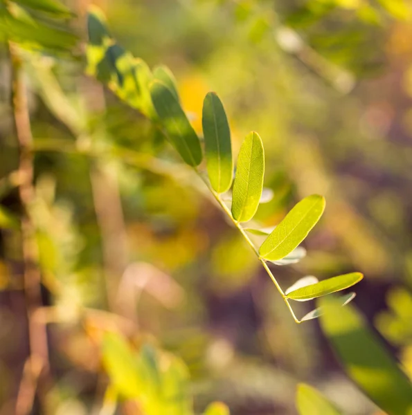 Piante ramificate con foglie verdi al tramonto — Foto Stock