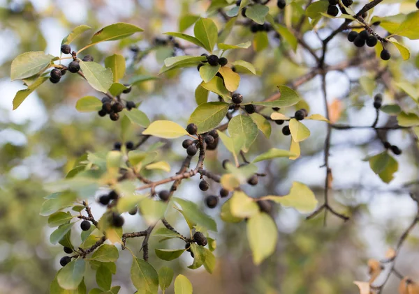 Ağaçtaki kara dutlar — Stok fotoğraf