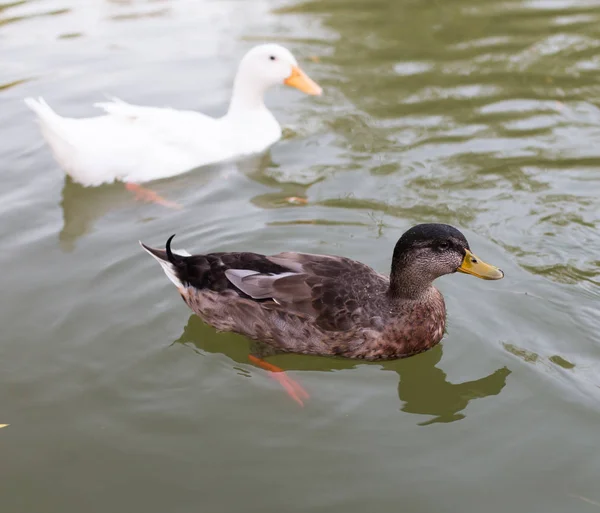自然池塘中的鸭子 — 图库照片