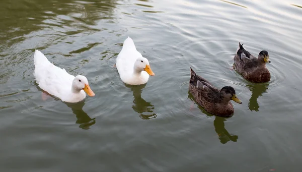 Enten in einem Teich in der Natur — Stockfoto