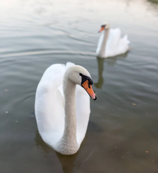 Dvě labutě v rybníku v přírodě — Stock fotografie